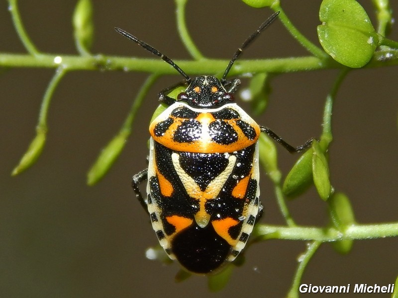 Pentatomidae del Parco del Ticino